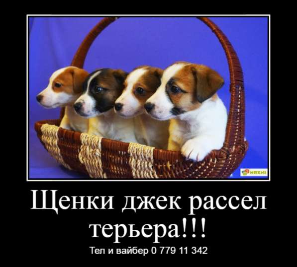 Щенки джек рассел терьера! в фото 23