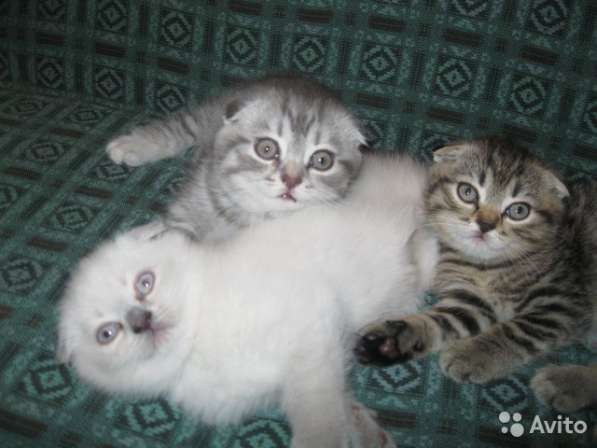 Кот на вязку 1500 котята от 2000 в Иванове