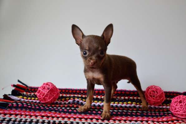 Щенки Той терьера питомник РКФ Москва в Москве фото 4