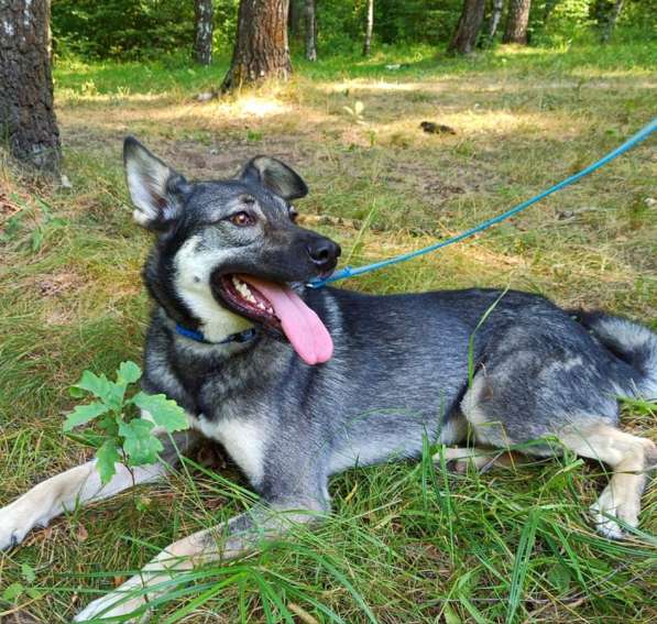 Джой- семейная собака! в Москве фото 7