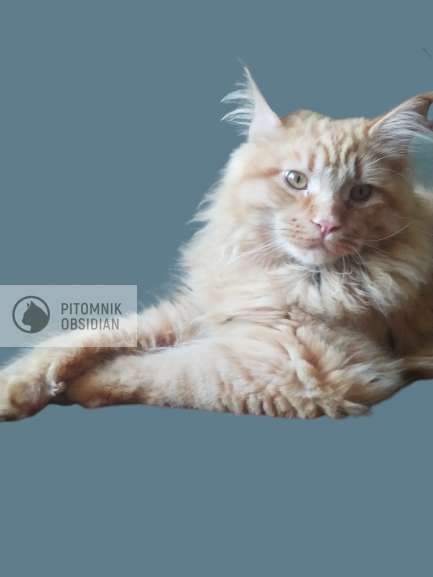 Мейн-кун продажа в Москве фото 8