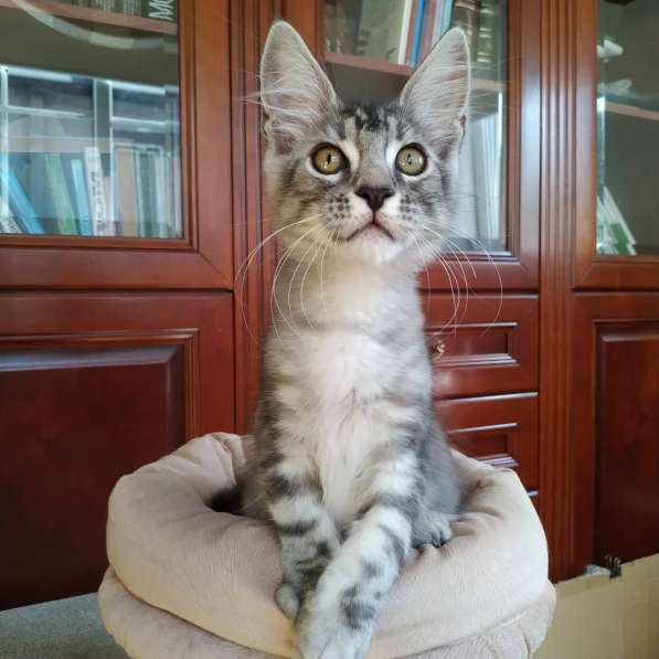 Котята мейн-кун из питомника в фото 13