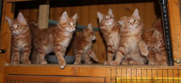 Рыжие Мейн куны в фото 25