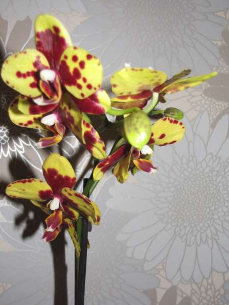 Продам орхидеи цветущие и не цветущие в фото 3
