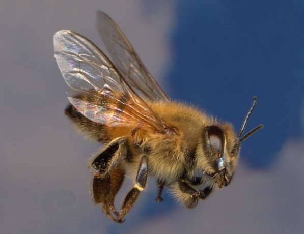 Пчелопакеты Карпатка в Новосибирск доставка бесплатная