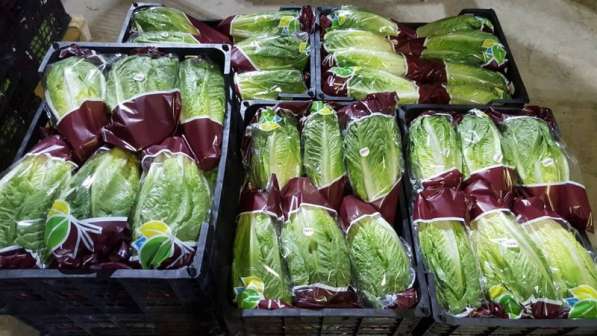 Гринполь-поставки свежих фруктов, овощей, грибов, орехов в Москве фото 9