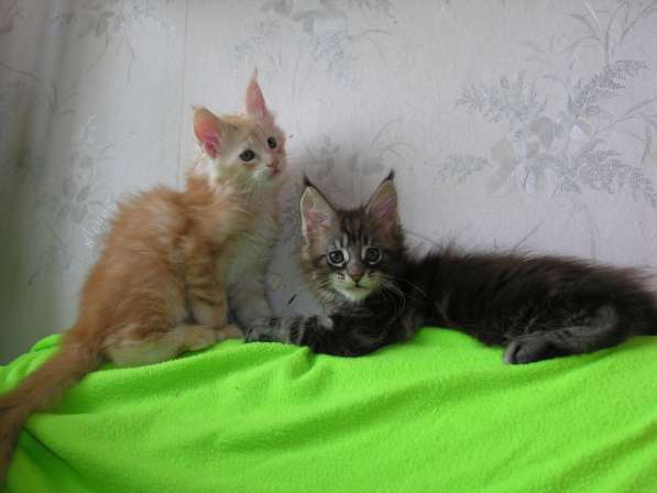 Котята породы Мейн-Кун мальчики и девочки в Брянске фото 4