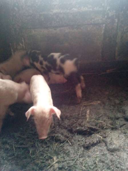 Поросята и свиньи в Волгограде фото 6