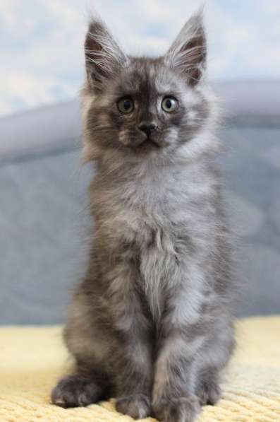 Available Maine Coon kittens в 