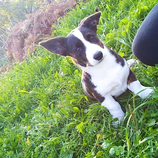 Продажа щенков корги в Екатеринбурге фото 18