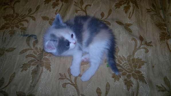 Британские полукровки в Самаре фото 11