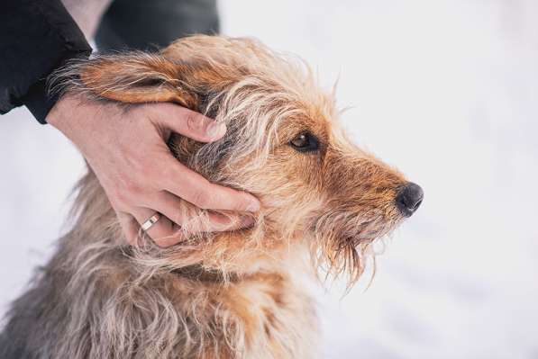 Трогательный Чарлик ищет дом в Москве фото 6