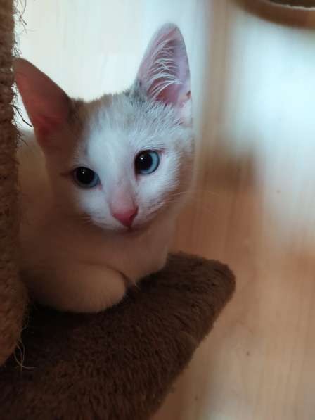 Лира - котенок метис тайской породы ищет дом