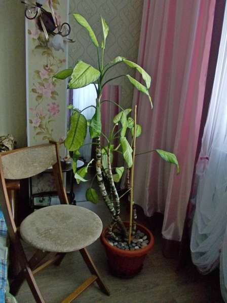 Продам комнатное растение