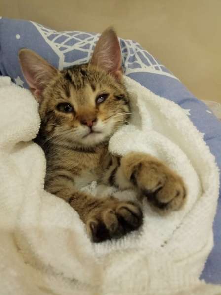 Котенок Пиратик ищет дом в Санкт-Петербурге фото 13