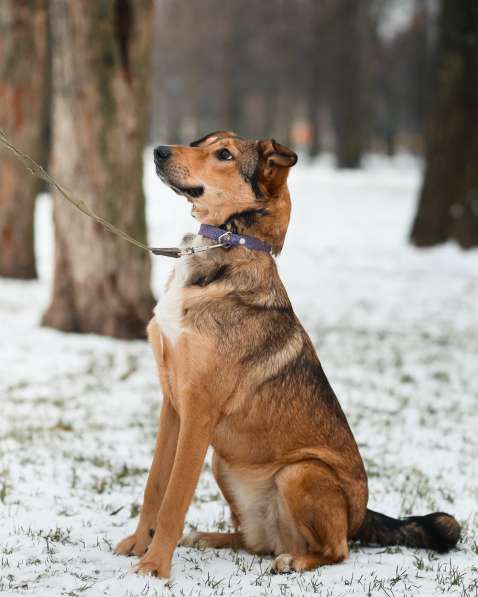Очаровательная собачка компактного размера в Санкт-Петербурге фото 47