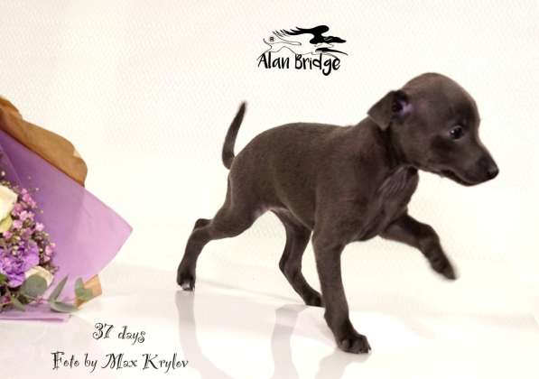 Piccolo levriero italiano в Москве фото 4