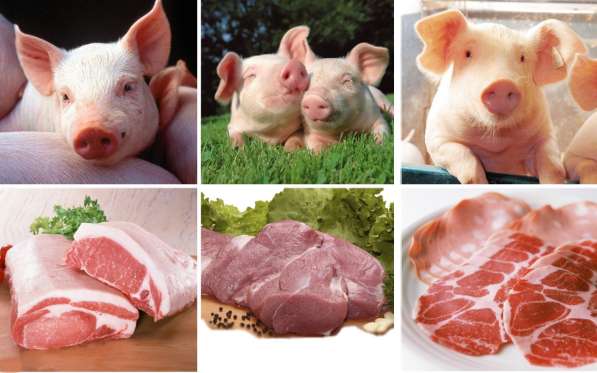 Продам свежее мясо свинины. Доставка от полутуши до туши