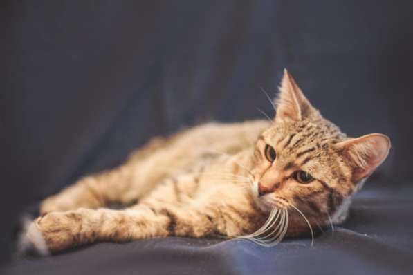 Шоник – молодой котик, 9 мес., в дар в Москве фото 4
