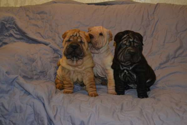 Щенки Шар-пея в Москве фото 3