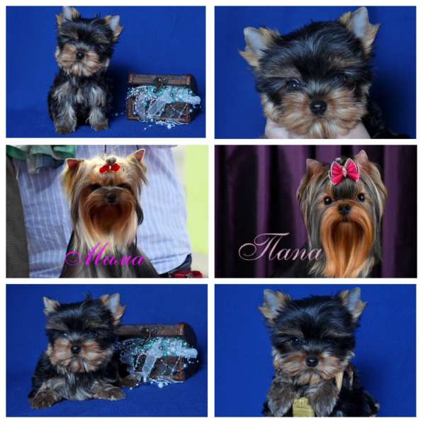 Щенки Йоркширского о терьера. Мини мальчик в Москве фото 10