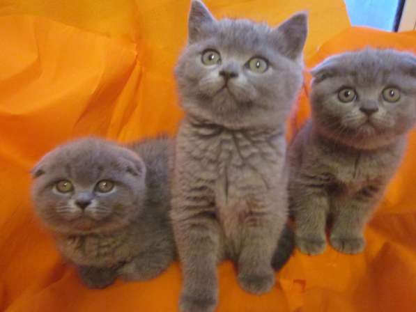 Голубые плюшевые котята мальчики и девочки