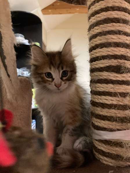 Котёнок девочка в Москве фото 9