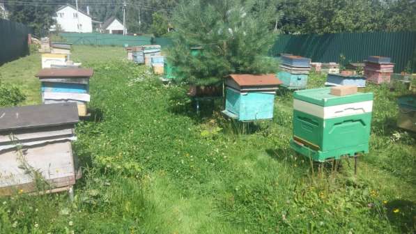 Пчелопакеты Пчелы Пчелосемьи в Москве фото 5