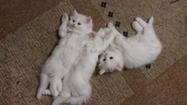 Продам белых пушистых котят
