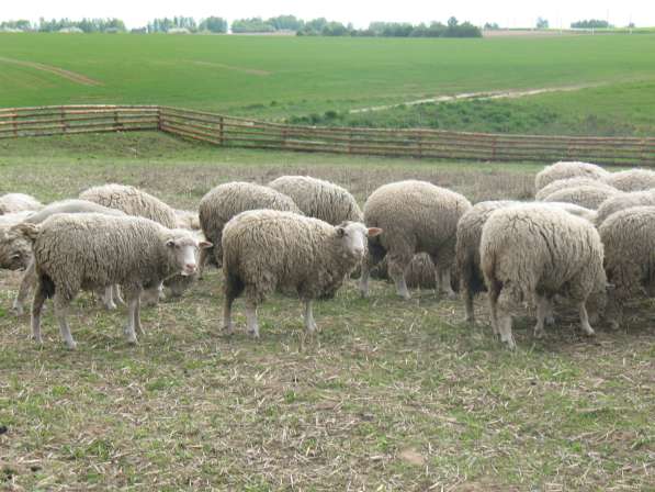 Племенные овцы и ягнята тексель прекос в фото 4