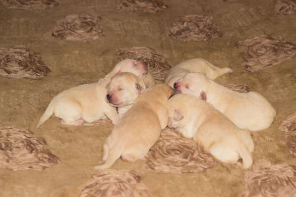 ЛАБРАДОР в Москве фото 13