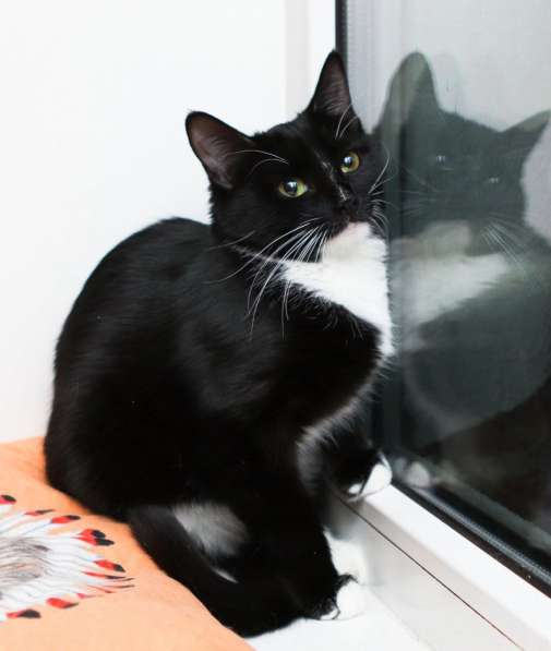 В поисках дома маленькая Зося в Москве