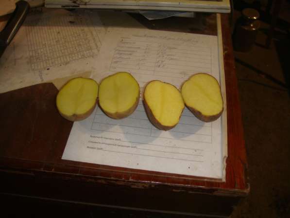 Продается картофель оптом 5+ 6+, фермерское хоз-во напрямую