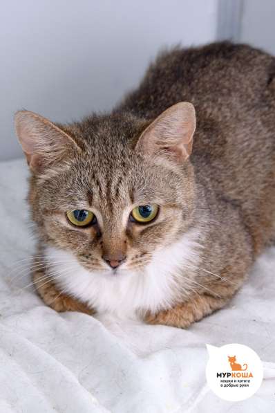 Кошка Невада