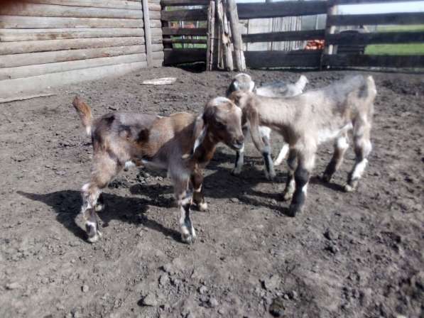 Англо-нубийские козлята в Краснодаре фото 8