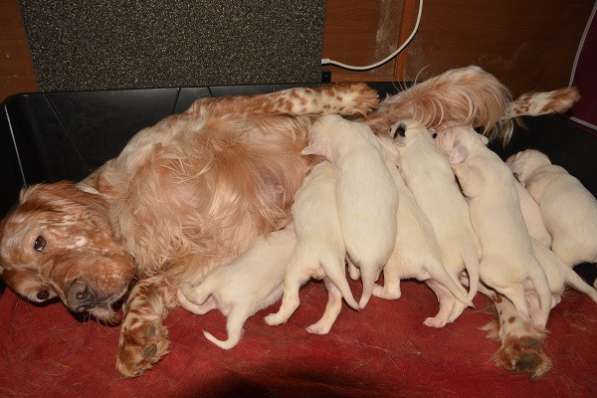 Английский сеттер щенки из элитного питомника в Москве фото 22