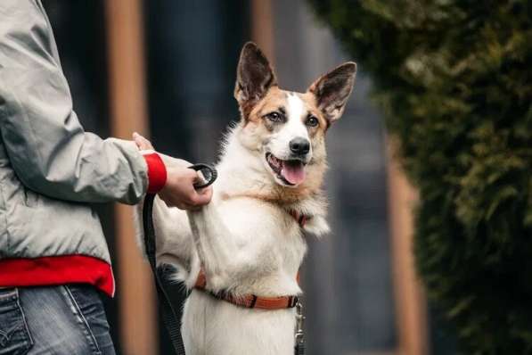 Тунис в поисках любящей семьи в Москве фото 43