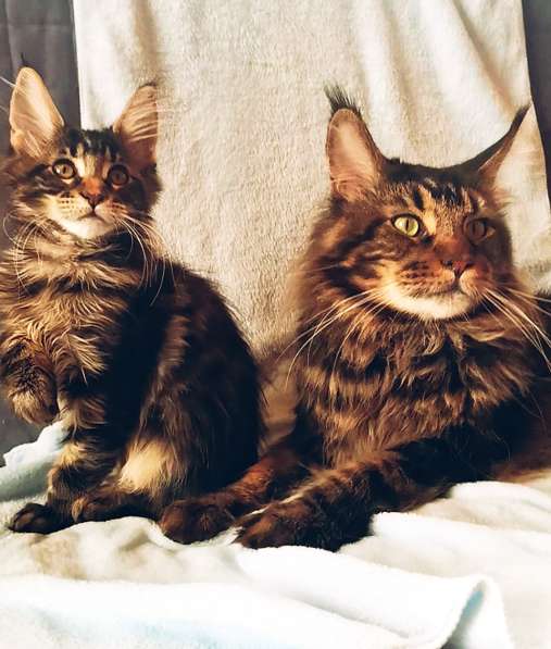 Main Coon kittens (котята Мейн Кун) в Оренбурге фото 3