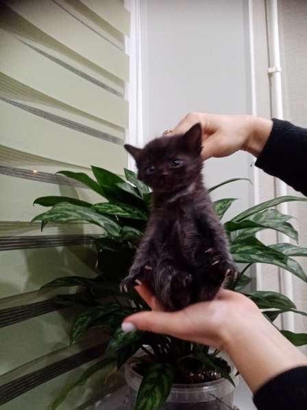 Котята в дар в Липецке фото 5