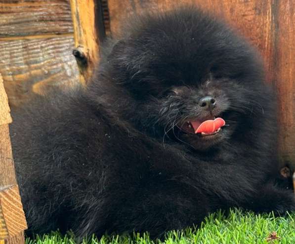 Померанский шпиц. Black в фото 7