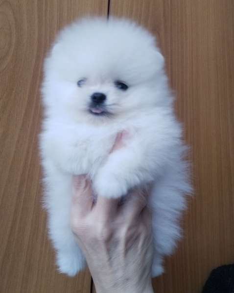 Померанский шпиц. Мини в фото 7