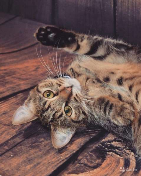 Кошечка в дар