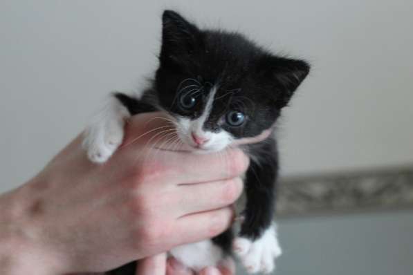 Котята в Ульяновске фото 9