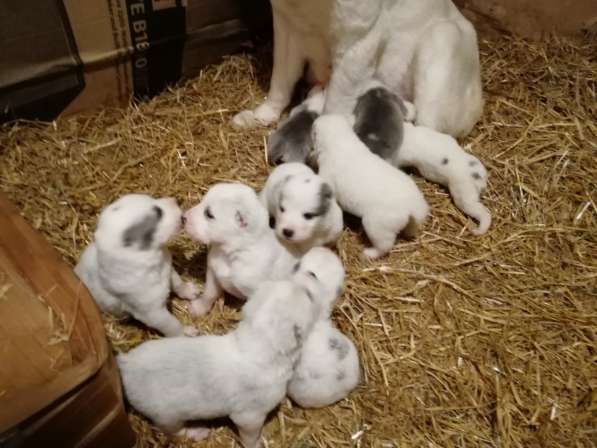 Щенки Среднеазиатской овчарки в Москве фото 16