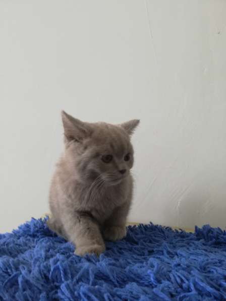 Британский мальчик в фото 6