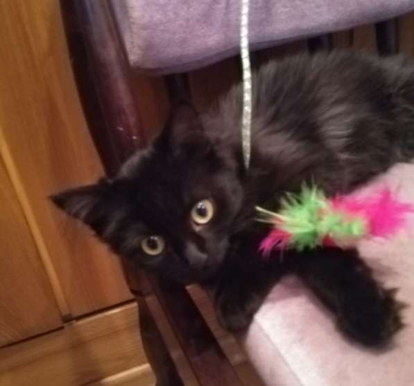 Котенок девочка в добрые руки в Москве фото 10