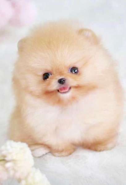 Супер мини шпиц! в Москве фото 13