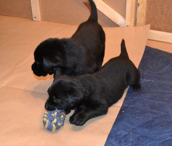 Чистопородные щенки лабрадора в Москве фото 10