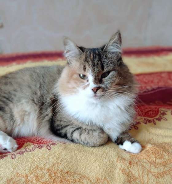 Оставленная хозяевами кошка Алиса ищет дом в Москве фото 4