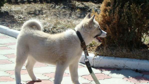Высокопородные щенки лайки в Красноярске фото 5